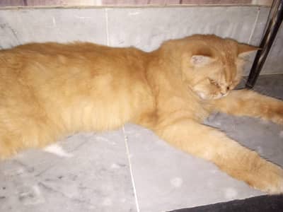 Persian cat for sale