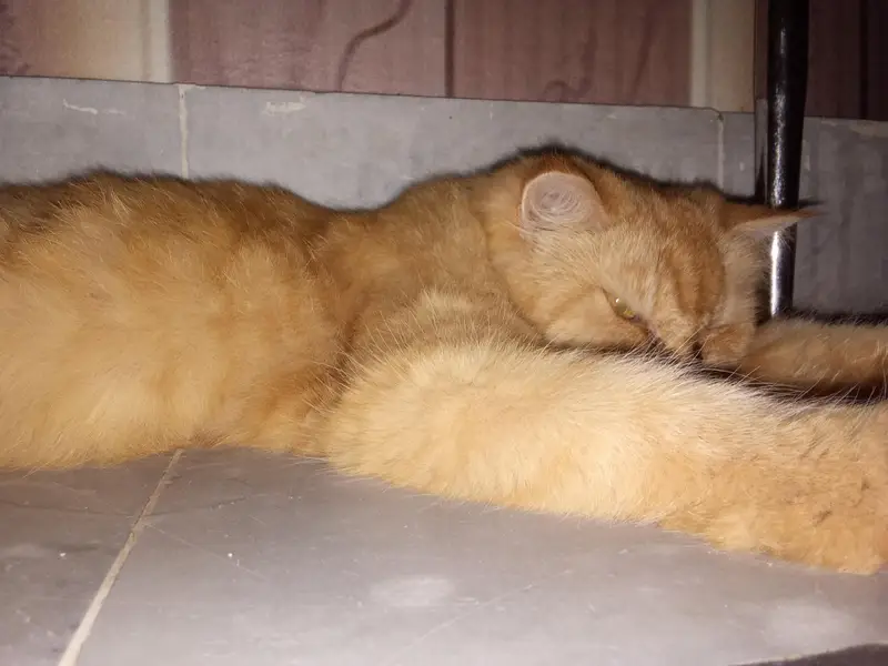 Persian cat for sale — photo 2