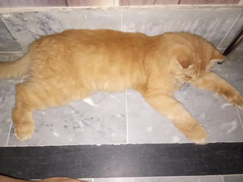 Persian cat for sale — photo 3