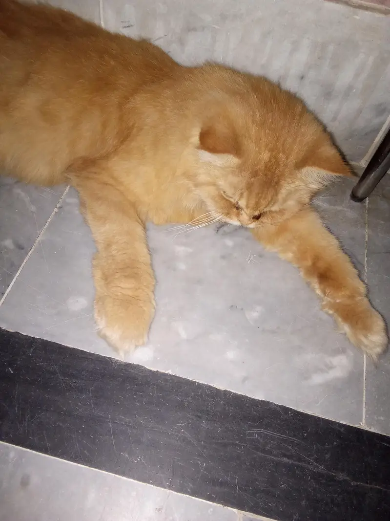 Persian cat for sale — photo 4