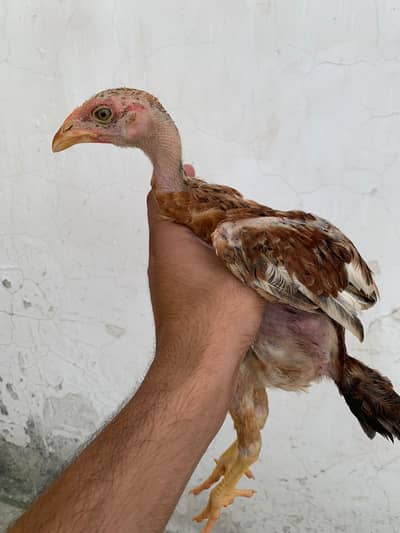 Kili Tajiyaa Chicks
