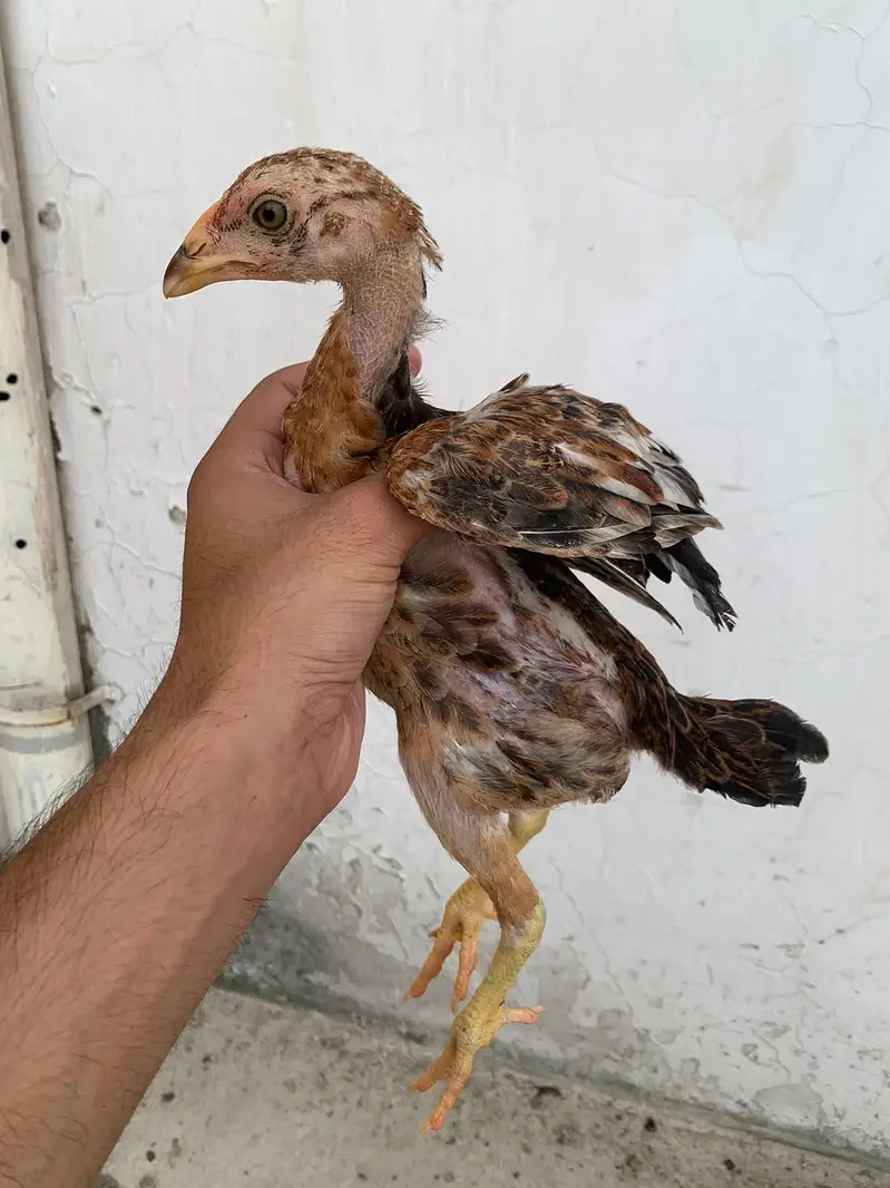 Kili Tajiyaa Chicks — photo 2