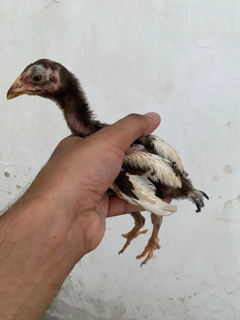 Kili Tajiyaa Chicks — photo 3