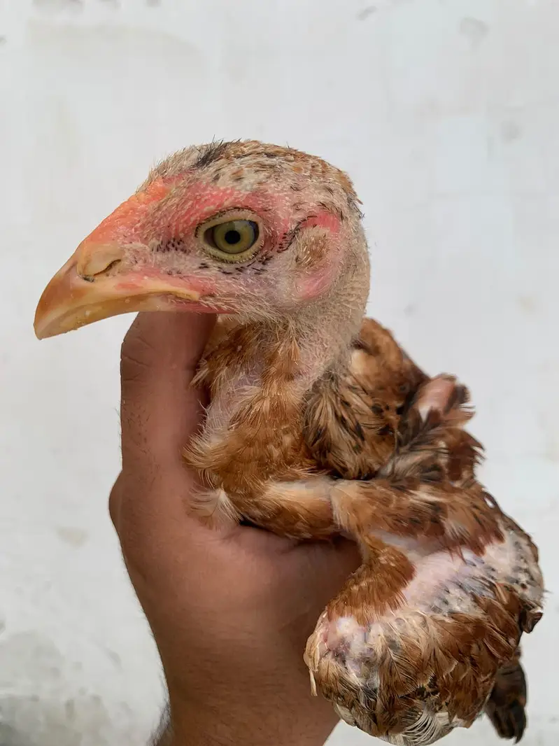 Kili Tajiyaa Chicks — photo 4