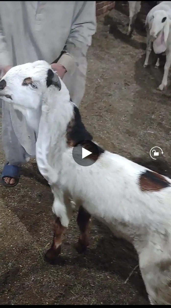 Pure makhi cheena male _breeder Bakra | desi, Goat | بکرا