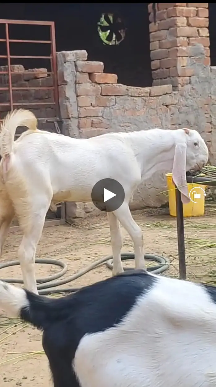 Pure makhi cheena male _breeder Bakra | desi, Goat | بکرا — photo 2