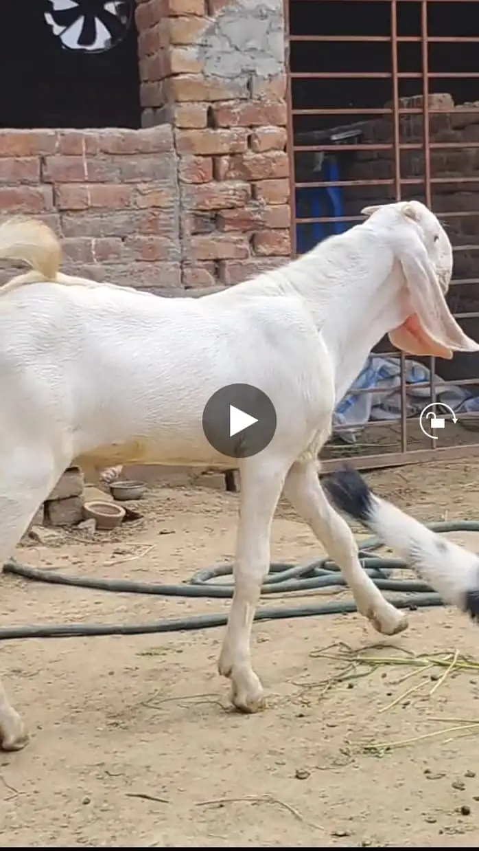Pure makhi cheena male _breeder Bakra | desi, Goat | بکرا — photo 3