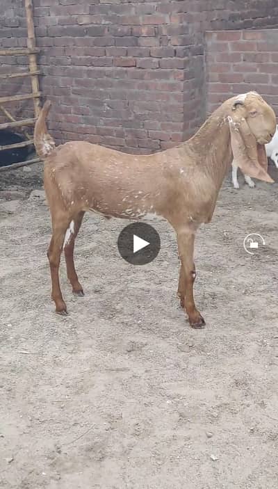 Pure makhi cheena male _breeder Bakra | desi, Goat | بکرا
