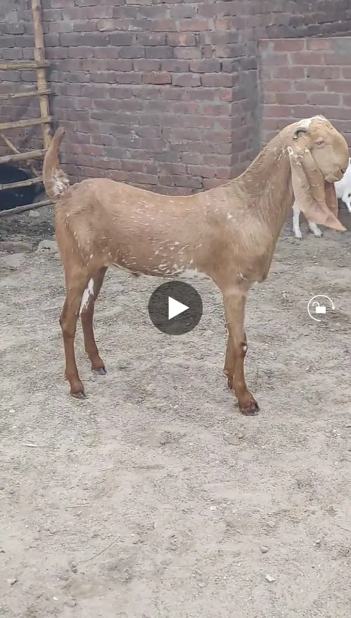 Pure makhi cheena male _breeder Bakra | desi, Goat | بکرا — photo 4