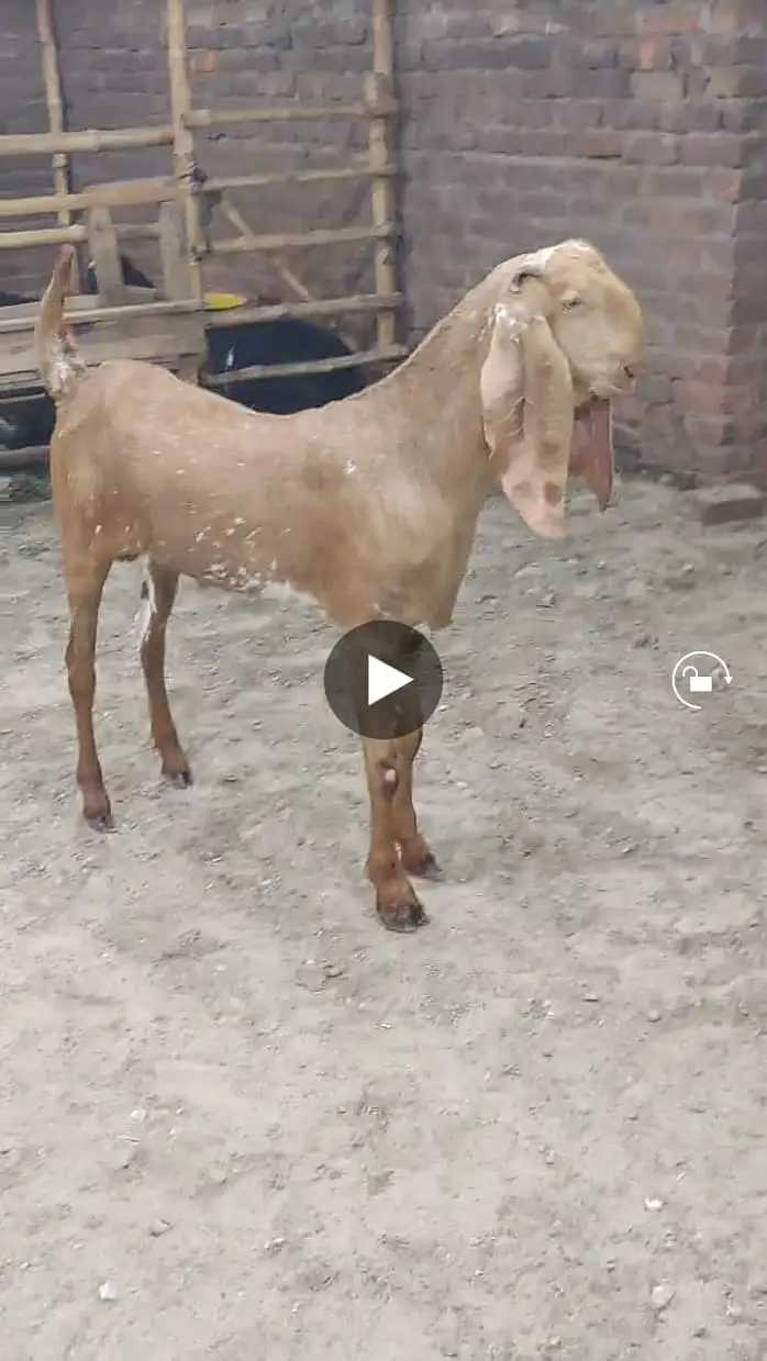 Pure makhi cheena male _breeder Bakra | desi, Goat | بکرا — photo 6