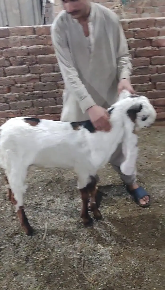 Pure makhi cheena male _breeder Bakra | desi, Goat | بکرا — photo 7
