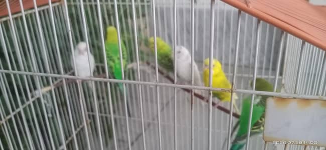 three pairs