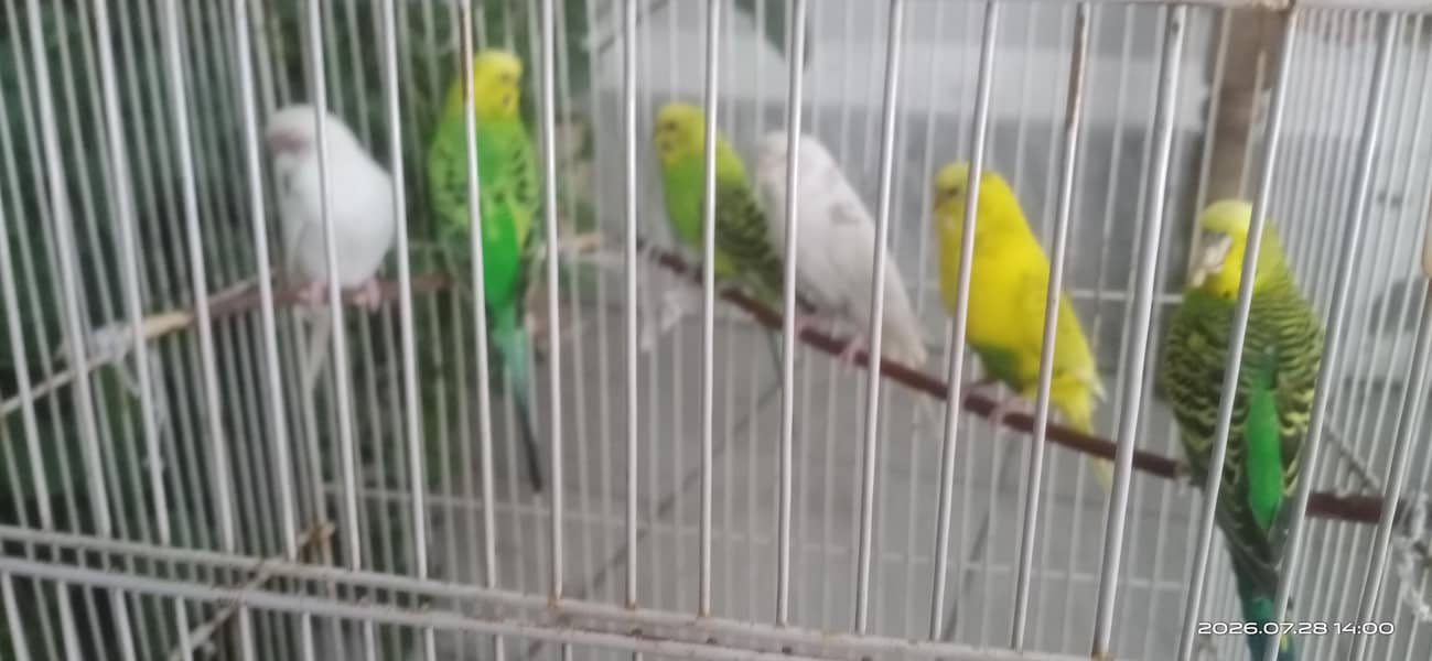 three pairs 1