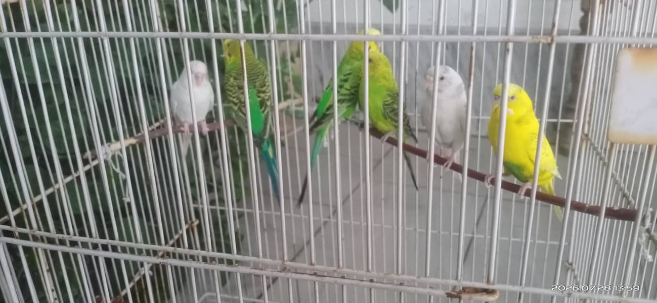 three pairs 3