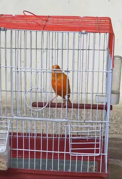 Red Fector Canary