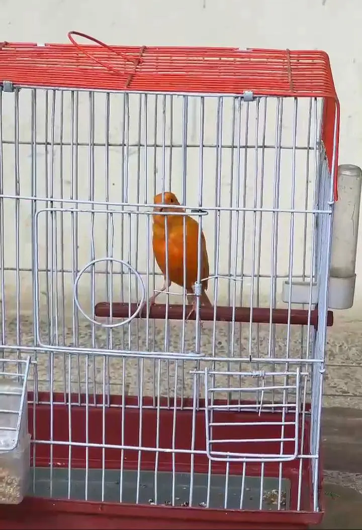Red Fector Canary