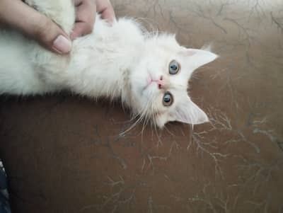 Kitten for sale