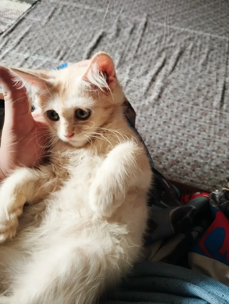 Kitten for sale — photo 2