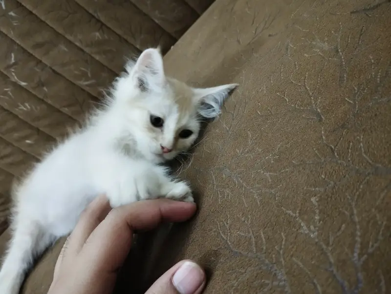 Kitten for sale — photo 3