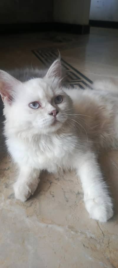 Russian bread,long hair,white colour,eyes white and bluish, pounch fac