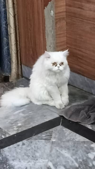 Persian cat Adult for sale