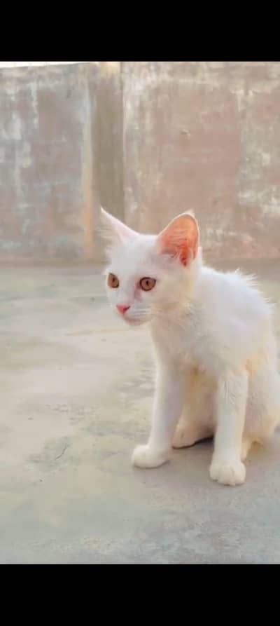Persian female kitten