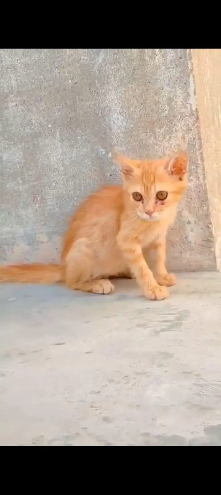 Persian female kitten — photo 2