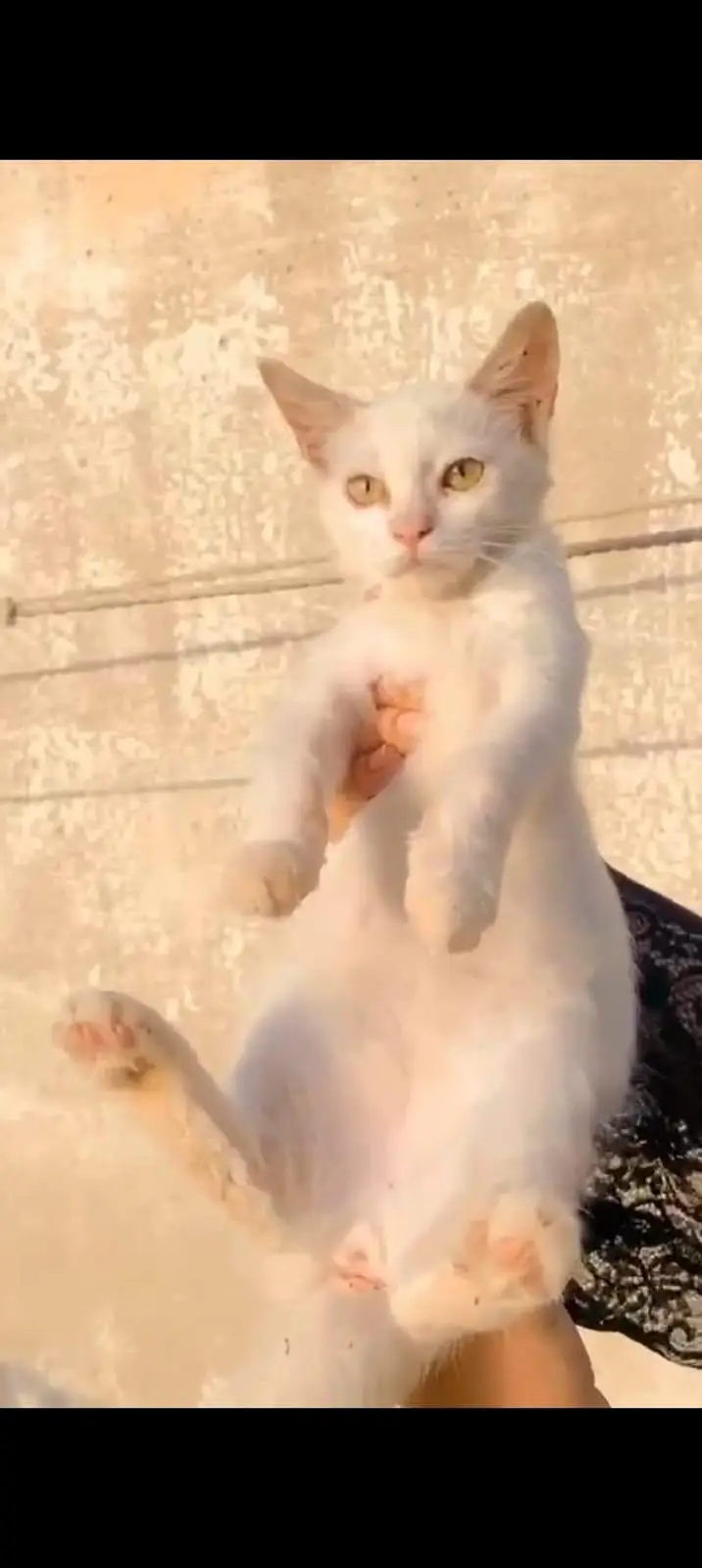 Persian female kitten — photo 3