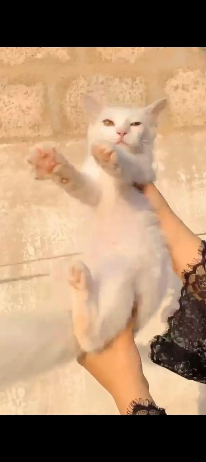 Persian female kitten — photo 4