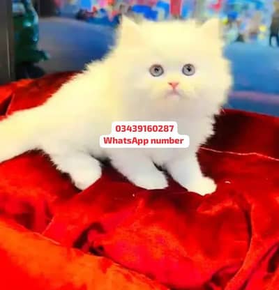 ( Persian Female Kitten ) For sale Contact WhatsApp
