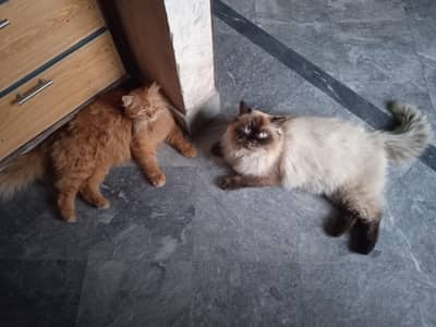 himaliyan male cat