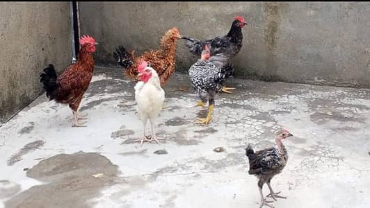golden misri hens 3 male 2 female for sale