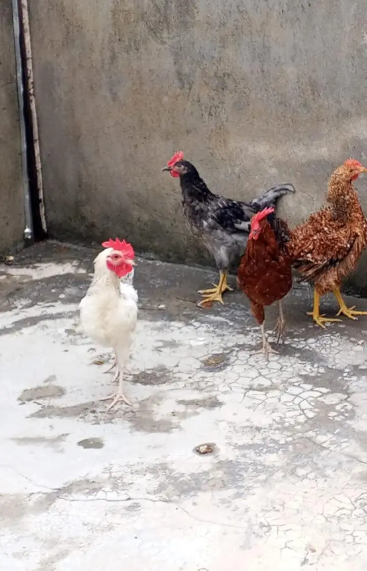 golden misri hens 3 male 2 female for sale — photo 2