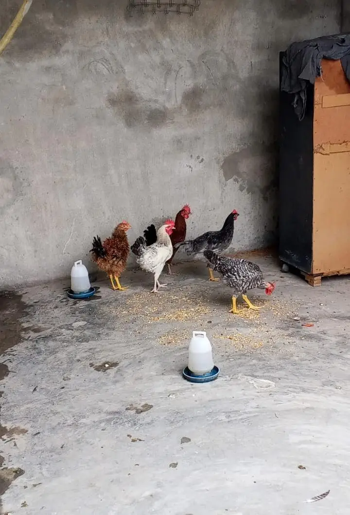 golden misri hens 3 male 2 female for sale — photo 3