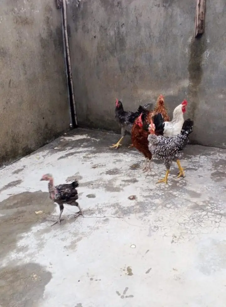 golden misri hens 3 male 2 female for sale — photo 4