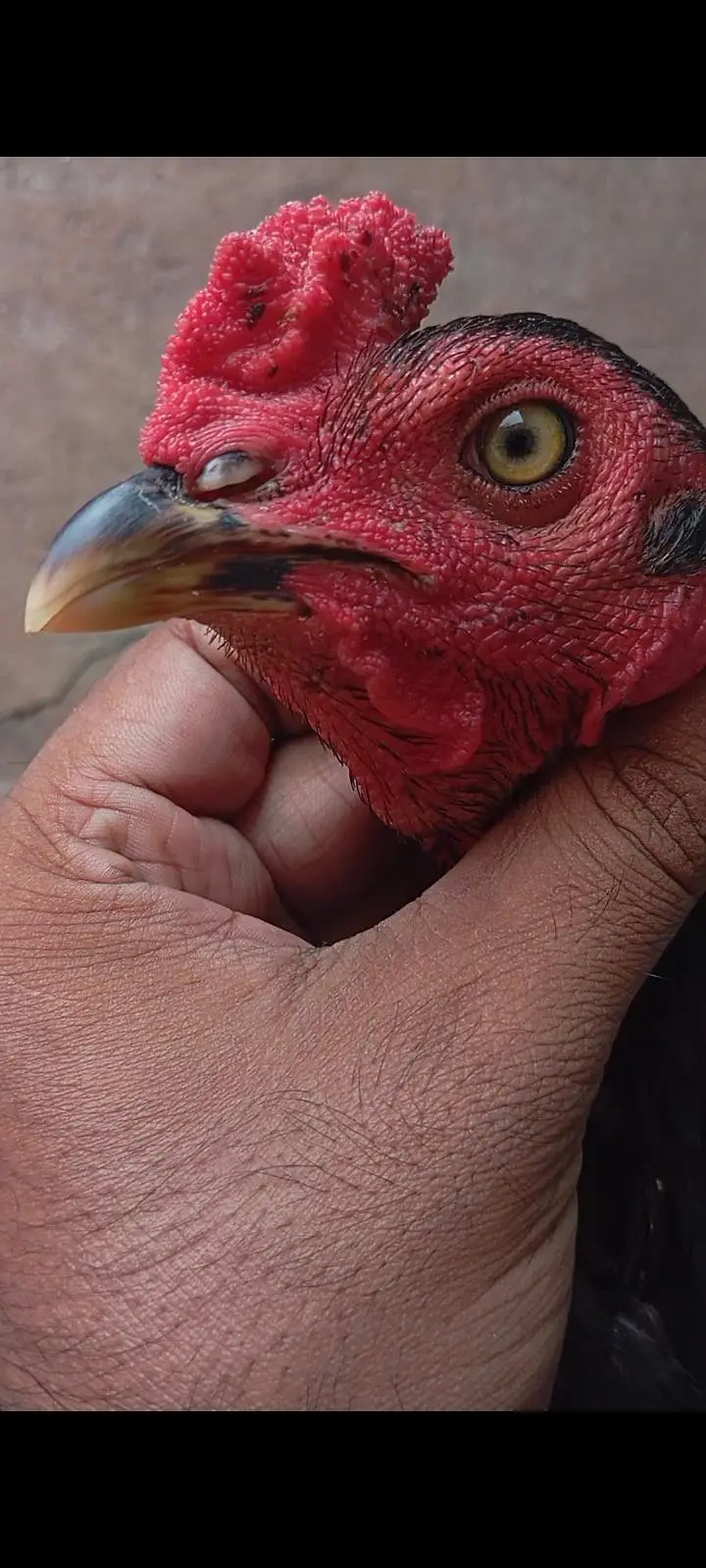 high quality Mianwali aseel murga pure — photo 2