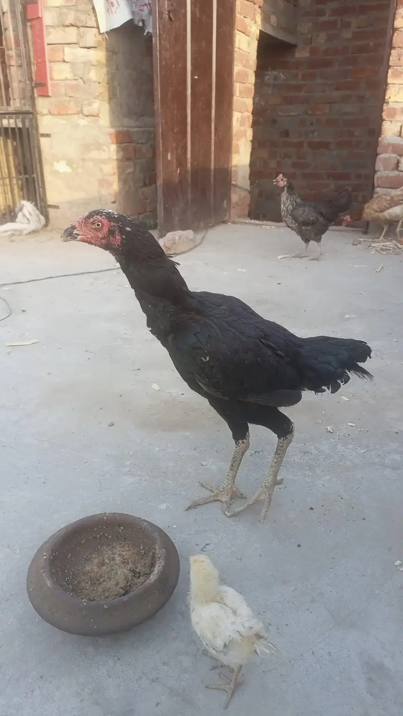 Aseel Females Setup And Chiks  Exchange Possible Male Dragon — photo 7