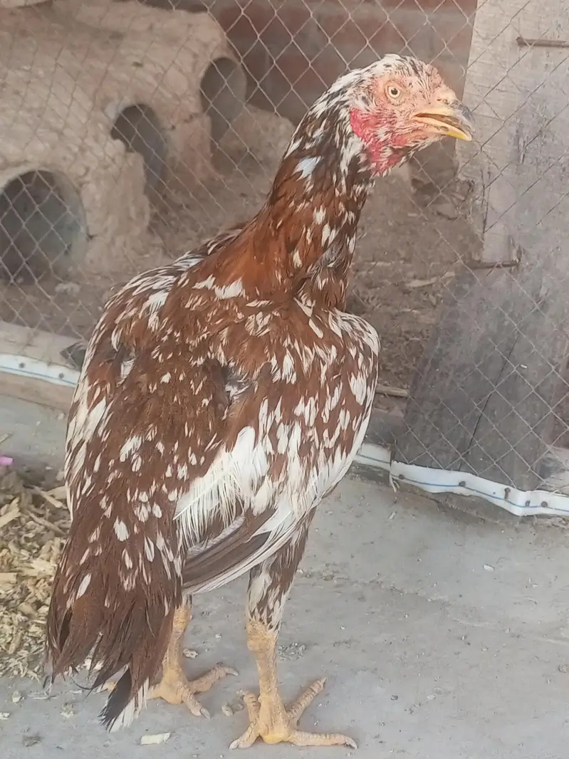 Aseel Females Setup And Chiks  Exchange Possible Male Dragon — photo 8