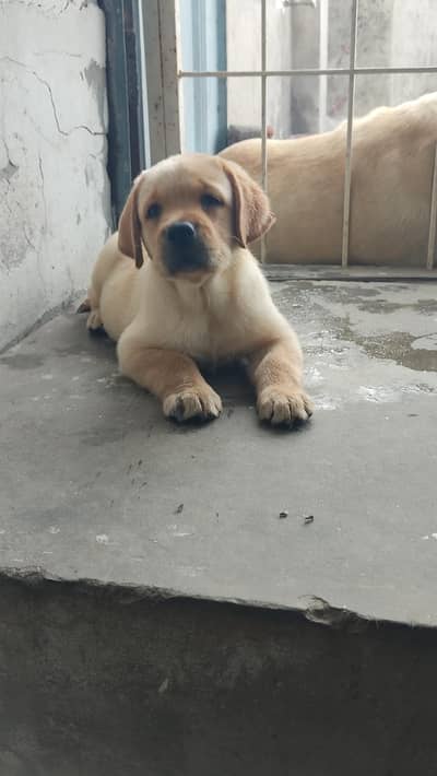 Labrador female puppy