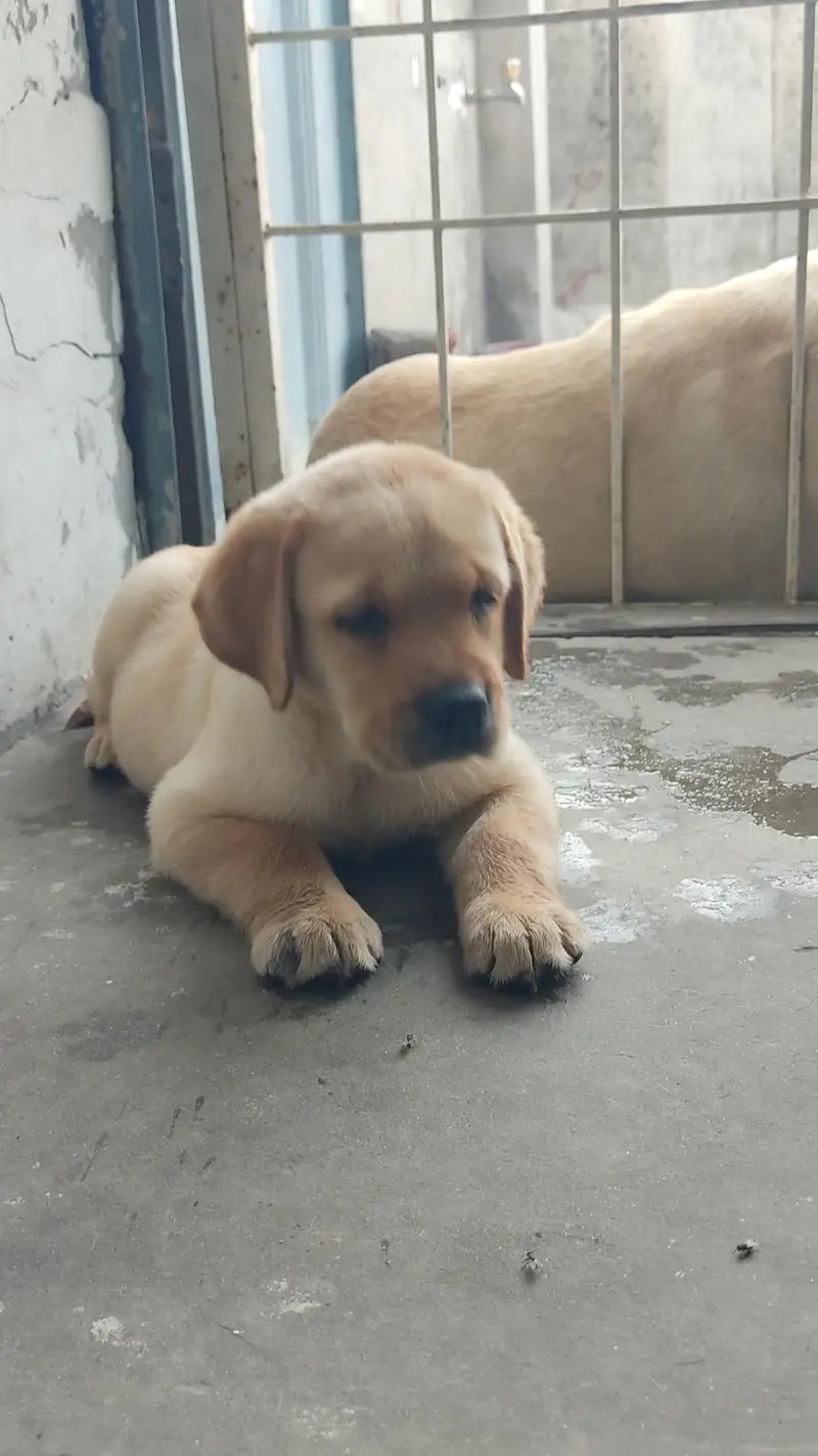 Labrador female puppy — photo 2
