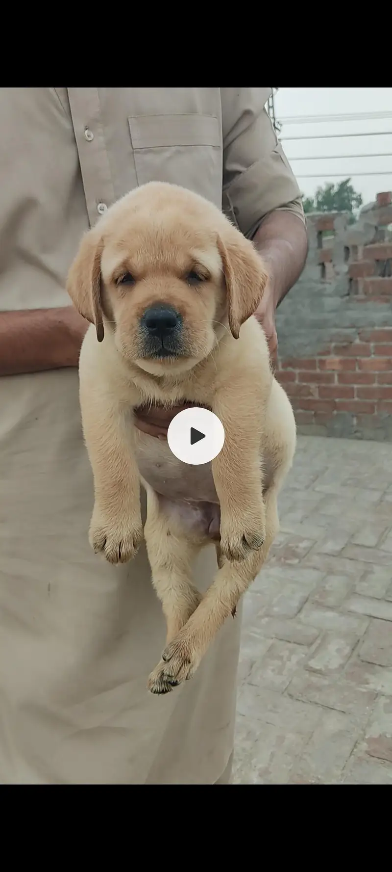 Labrador female puppy — photo 3