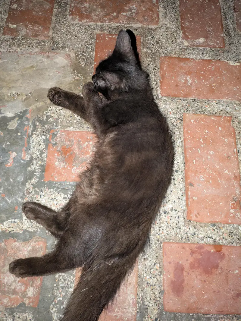 healthy and playfull kitten /age 2 months — photo 3