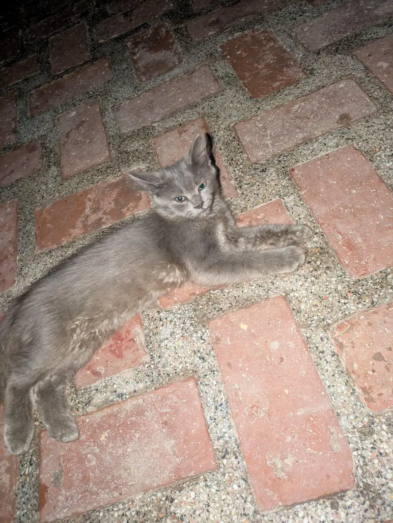 healthy and playfull kitten /age 2 months — photo 4