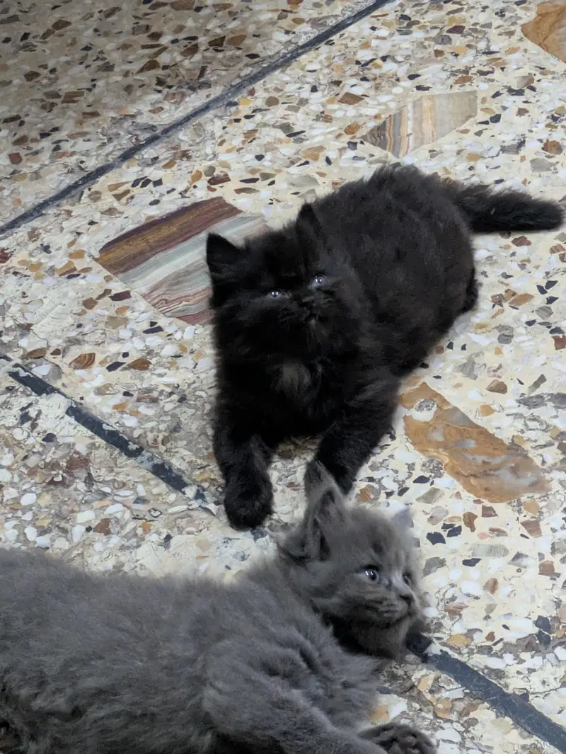 healthy and playfull kitten /age 2 months — photo 7