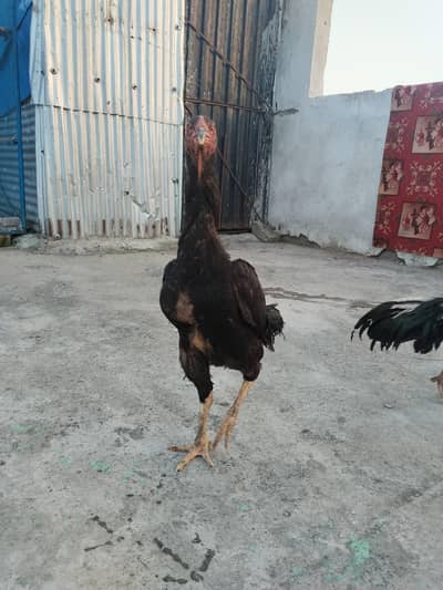 Shamoo aseel female