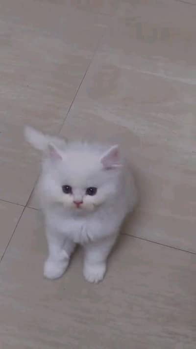 Quality Persian panch face cat and kitten WhatsAp 03401430037