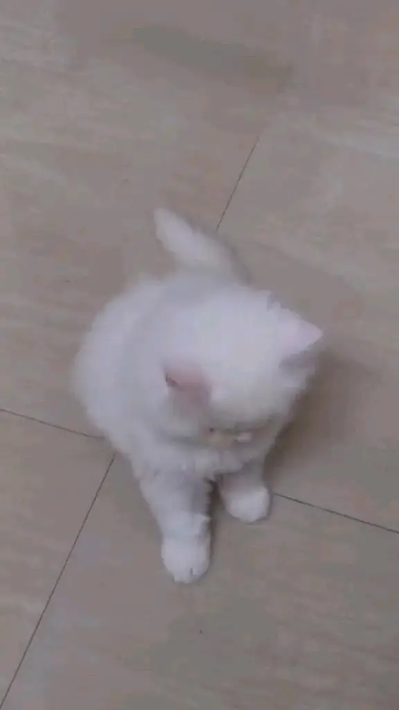 Quality Persian panch face cat and kitten WhatsAp 03401430037 — photo 5