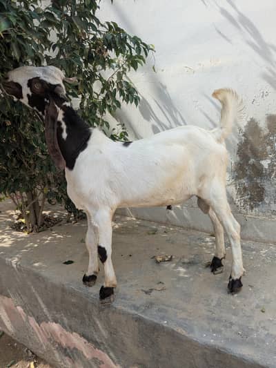 kamori bakra