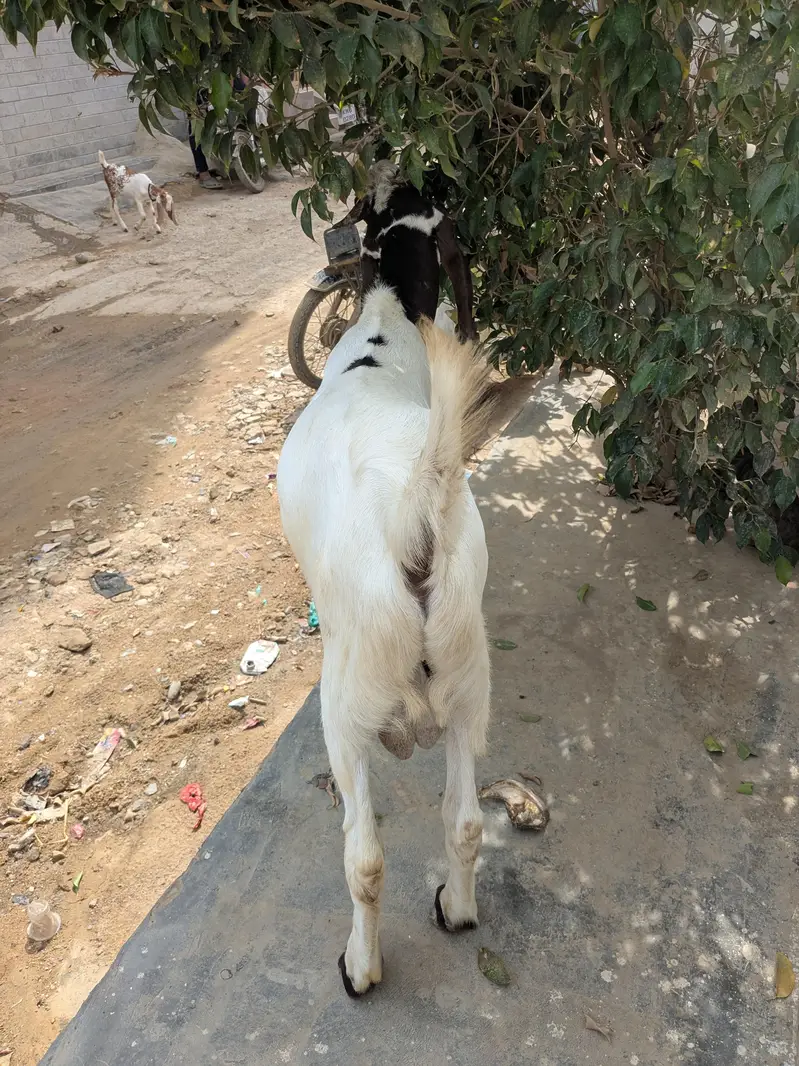 kamori bakra — photo 2