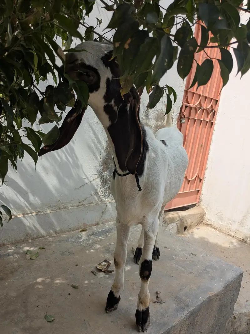 kamori bakra — photo 3
